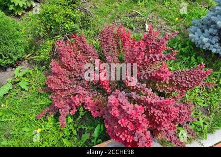 Sorte Thunbergs Berberitze (Berberis thunbergii 'Bewunderung') in felsigen Garten. Heller Zierbusch mit gelbem Rand auf leuchtend rot-burgunderroten Blättern Stockfoto