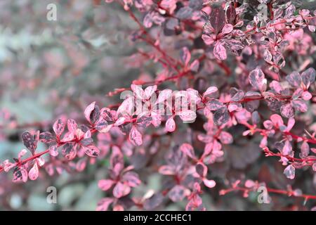 Gefärbte rosa violette Blätter der Sorte Thunbergs Berberberry (Berberis thunbergii 'Harlequin'). Unscharfer Hintergrund, selektiver Fokus. Gartenarbeit oder lan Stockfoto