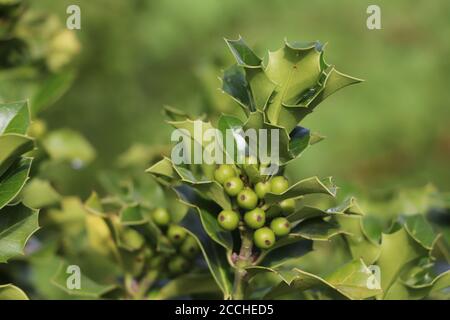 Stechpalmenbeeren, noch nicht reif an einem Stechpalmenstrauch Stockfoto