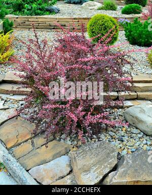 Sorte Thunbergs Berberitze (Berberis thunbergii 'Pink Queen') in felsigen Garten. Leuchtend ornamentaler Busch mit bunten rosa lila Blättern. Gartenarbeit o Stockfoto