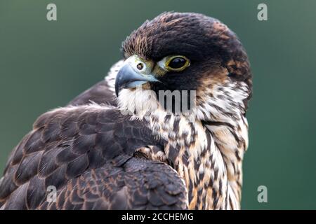 Porträt des jungen Wanderfalken (Falco peregrinus) Stockfoto
