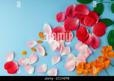 Verstreute rote, rosa und orange Blütenblätter und Knospen von Rose und Kosmos Blumen und grüne Rosenblätter Stockfoto
