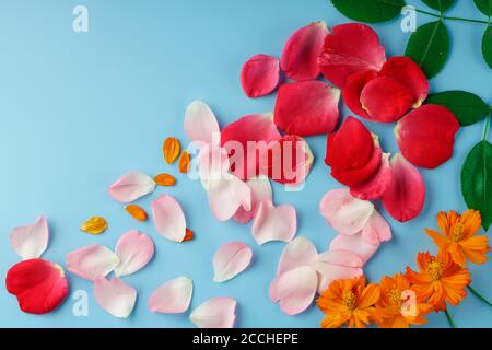 Verstreute rote, rosa und orange Blütenblätter und Knospen von Rose und Kosmos Blumen und grüne Rosenblätter Stockfoto