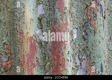 Verblasste orange und blaugrün gefärbte Farbe und rostende Wellblechgartenschuppen. Schöne alte Lackstruktur, die durch Licht verblasst wurde. Stockfoto