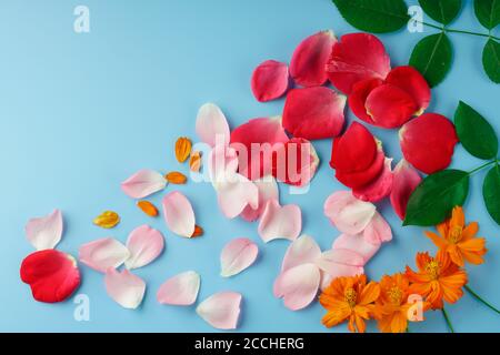 Verstreute rote, rosa und orange Blütenblätter und Knospen von Rose und Kosmos Blumen und grüne Rosenblätter Stockfoto