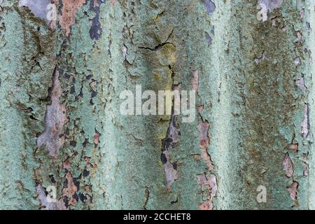 Verblasste orange und blaugrün gefärbte Farbe und rostende Wellblechgartenschuppen. Schöne alte Lackstruktur, die durch Licht verblasst wurde. Stockfoto