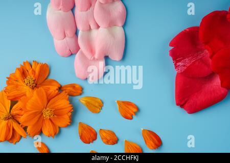 Fein säuberlich angeordnete Rosenblätter, rot und rosa, cosmei-orange und blühende Knospen der Cosmea, auf blauem Hintergrund Stockfoto