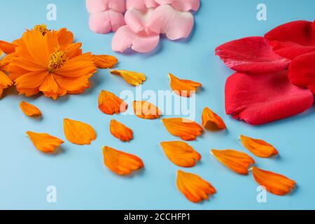 Fein säuberlich angeordnete Rosenblätter, rot und rosa, cosmei-orange und blühende Knospen der Cosmea, auf blauem Hintergrund Stockfoto