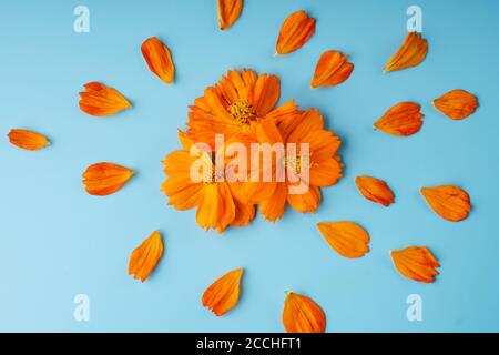 Drei orange blühende Knospen der Kosmeya-Blume und um sie verstreute Blütenblätter auf blauem Hintergrund Stockfoto