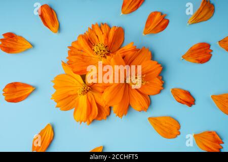 Drei orange blühende Knospen der Kosmeya-Blume und um sie verstreute Blütenblätter auf blauem Hintergrund Stockfoto