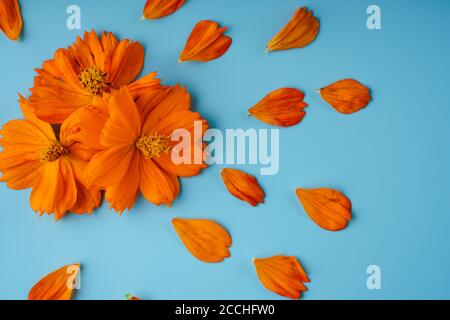 Drei orange blühende Knospen der Kosmeya-Blume und um sie verstreute Blütenblätter auf blauem Hintergrund Stockfoto