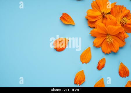 Drei orange blühende Knospen der Kosmeya-Blume und um sie verstreute Blütenblätter auf blauem Hintergrund Stockfoto