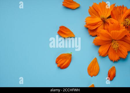 Drei orange blühende Knospen der Kosmeya-Blume und um sie verstreute Blütenblätter auf blauem Hintergrund Stockfoto