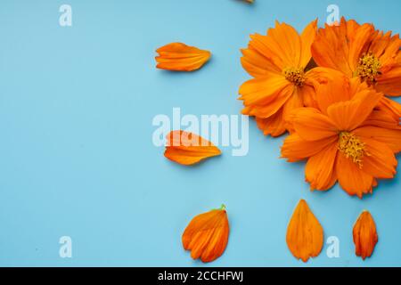 Drei orange blühende Knospen der Kosmeya-Blume und um sie verstreute Blütenblätter auf blauem Hintergrund Stockfoto