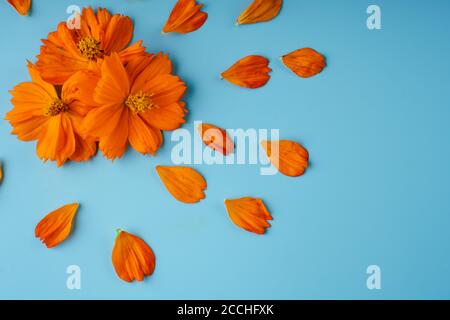 Drei orange blühende Knospen der Kosmeya-Blume und um sie verstreute Blütenblätter auf blauem Hintergrund Stockfoto