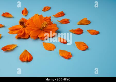 Drei orange blühende Knospen der Kosmeya-Blume und um sie verstreute Blütenblätter auf blauem Hintergrund Stockfoto