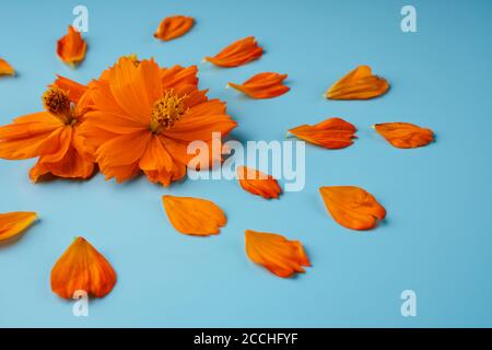 Drei orange blühende Knospen der Kosmeya-Blume und um sie verstreute Blütenblätter auf blauem Hintergrund Stockfoto