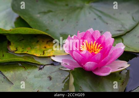 Nahaufnahme einer blühenden rosa Seerose Blume unter Grüne Blätter schweben in einem Teich Stockfoto