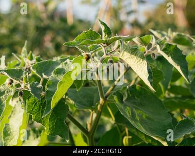 Physalis peruviana Pflanzen wachsen in einem Garten mit Blumen und Grüner Kelch Stockfoto