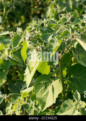 Physalis peruviana Pflanzen wachsen in einem Garten mit Blumen und Grüner Kelch Stockfoto