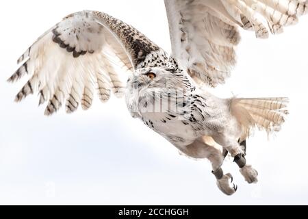 Nahaufnahme einer weißen Eule, die mit ausgebreiteten Flügeln fliegt, gegen einen weißen Himmel Stockfoto