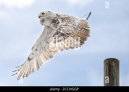 Nahaufnahme einer weißen Eule, die seitwärts fliegt, mit ausgebreiteten Flügeln, gegen einen blauen Himmel Stockfoto