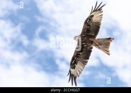 Nahaufnahme eines Adlers, der mit offenen Flügeln fliegt, gegen einen blauen Himmel mit Wolken Stockfoto