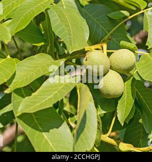 Grüne Walnüsse auf dem Baum Stockfoto