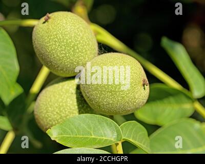 Grüne Walnüsse auf dem Baum Stockfoto