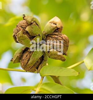 Reife Walnüsse auf dem Baum Stockfoto