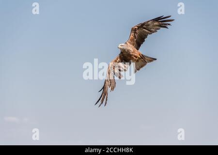 Schwarzer Drachen im Flug und entpolierte Flügel unter einem blauen Himmel Stockfoto