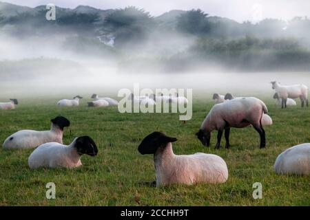 Schafe entspannen sich in der Dämmerung, während ein Meeresnebel hereinrollt Von der Küste Stockfoto