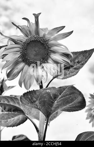 Eine einjährige Sonnenblume (Helianthus) steht gegen eine scheinbare Wand von Weiße Wolken Stockfoto