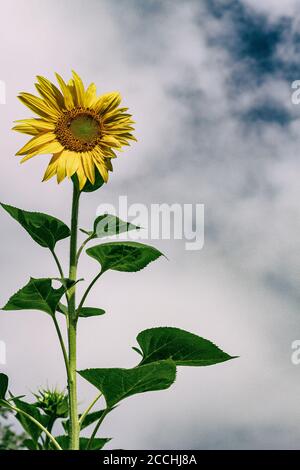 Eine einjährige Sonnenblume (Helianthus) steht gegen eine scheinbare Wand von Weiße Wolken Stockfoto