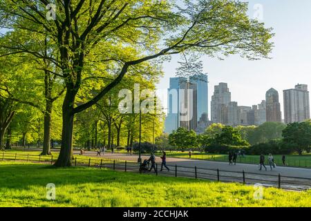 Der Frühlingsuntergang erhellt die frischen grünen Bäume im Central Parken Stockfoto