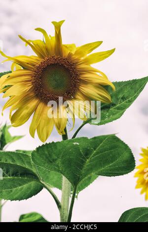 Eine einjährige Sonnenblume (Helianthus) steht gegen eine scheinbare Wand von Weiße Wolken Stockfoto