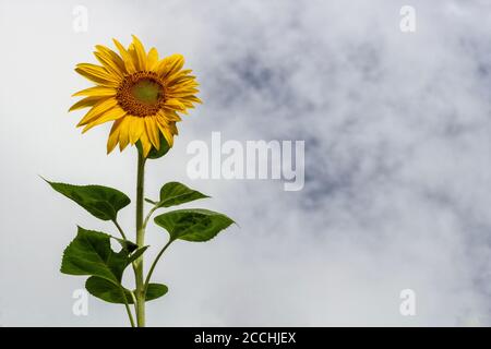 Eine einjährige Sonnenblume (Helianthus) steht gegen eine scheinbare Wand von Weiße Wolken Stockfoto