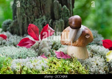 Weißer Pilz wächst im Wald zwischen Moosen, eine Schnecke sitzt oben Stockfoto