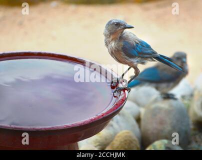 Ein Scrub jay genießt ein Hinterhof Vogel Bad im amerikanischen Südwesten. Stockfoto