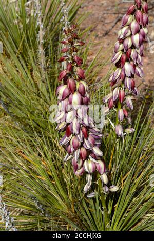 Eine Yucca (Yucca glauca) blüht in der amerikanischen Südwestwüste. Stockfoto