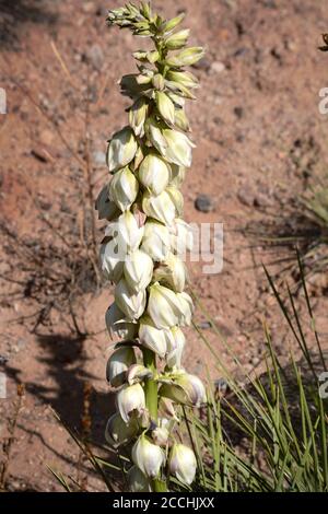 Eine Yucca (Yucca glauca) blüht in der amerikanischen Südwestwüste. Stockfoto