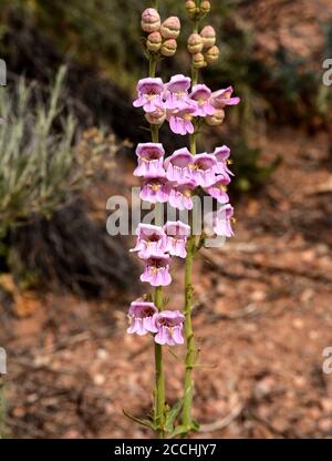 Eine Wildblume (Penstemon) blüht in der Wüste des amerikanischen Südwestens. Stockfoto