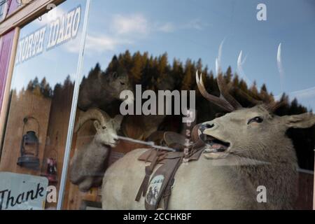 Ein nahe gelegener bewaldeter Hügel spiegelt sich im Fenster eines Antiquitätenladens in Wallace, Idaho, wider. Stockfoto