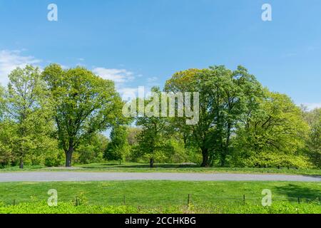 Wachsende frische grüne Bäume und Gräser umgeben den Fußweg bei Central Park Stockfoto