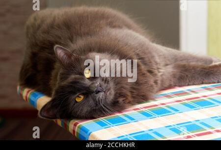 Porträt einer langhaarigen grauen Katze Nebelung Nahaufnahme Stockfoto