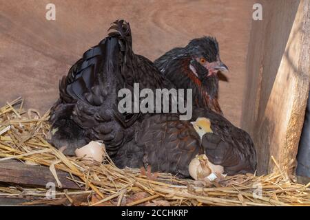 Broody Hen, mit schützendem rechten Flügel leicht angehoben, um schlüpfende Küken zu offenbaren. Jungtiere, die nach einundzwanzig Tagen Inkubation aus Eiern hervorgehen. Stockfoto