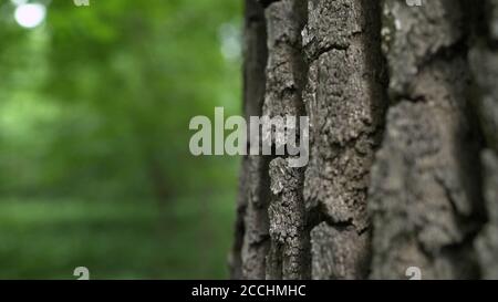 Die Rinde einer jahrhundertealten Eiche. Dicke Schicht der Rinde auf der Eiche. Die Rinde aus dem Eichenmakro. Eiche mit einem großen Baumstamm. Stockfoto