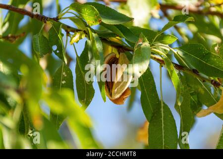 Reife Mandeln auf einem Baumzweig im Sonnenlicht. Die Schale öffnet sich und die Mutter ist sichtbar. Mandelplantagen. Der Anbau von Nüssen. Stockfoto