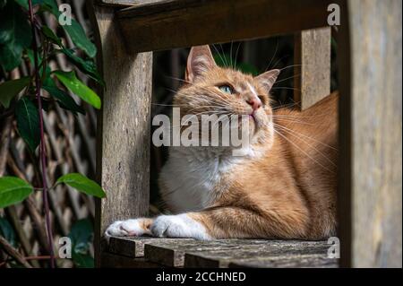 Orange Katze ruht auf Holzbank Stockfoto