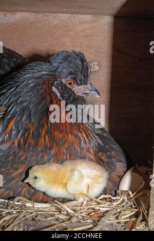 Hausbruder Henne in einem Nistkasten, enthüllt gerade geschlüpftes Küken. Jungtiere, die nach einundzwanzig Tagen Inkubation aus Eiern hervorgehen. Stockfoto